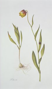 Fritillaria Michailovsky，1996年（纸上文字） 作者 玛格丽特·安·伊甸园